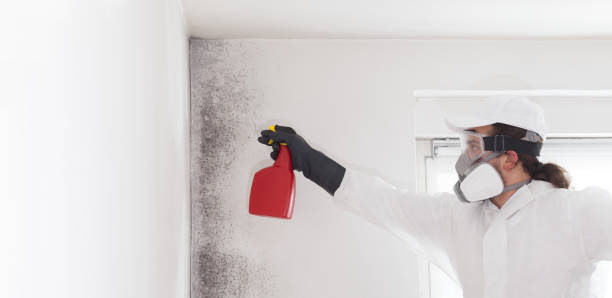 Best Attic Mold Remediation in Lake Summerset, IL