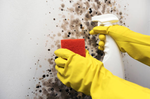 Professional Mold Remediation in Lake Summerset, IL